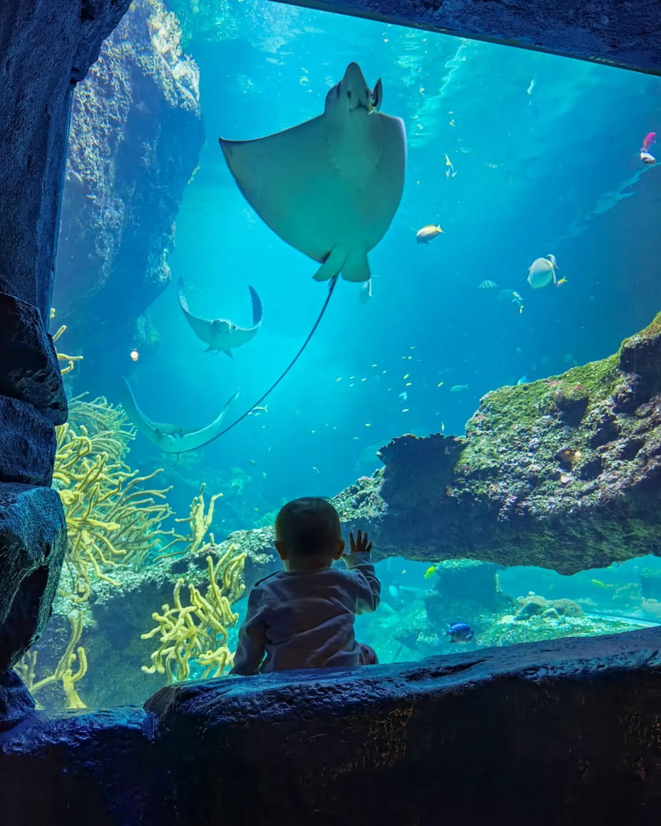 Giant oceanic ray, Musée de la Mer, Biarritz