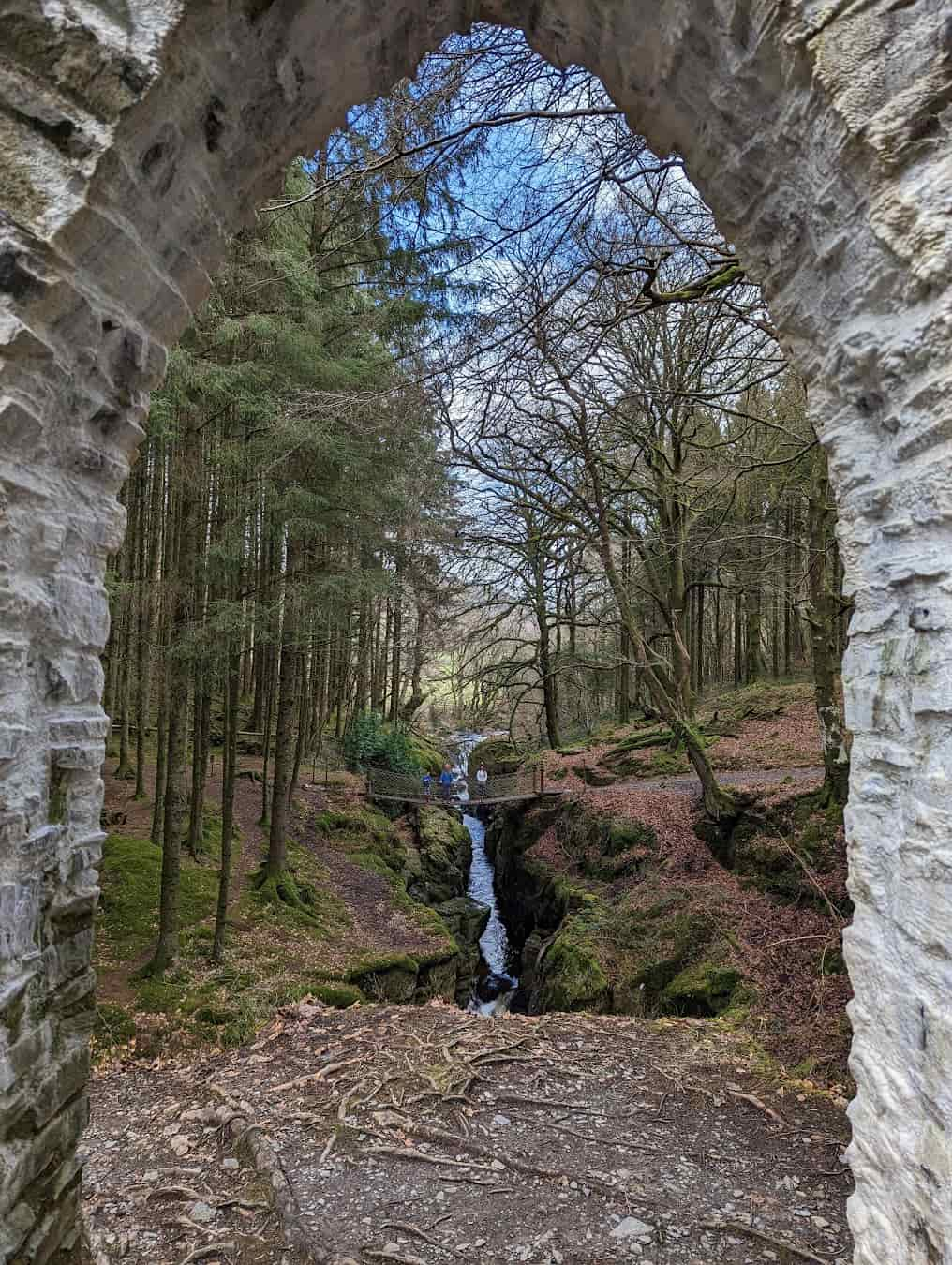 Hafod Estate Forest, England