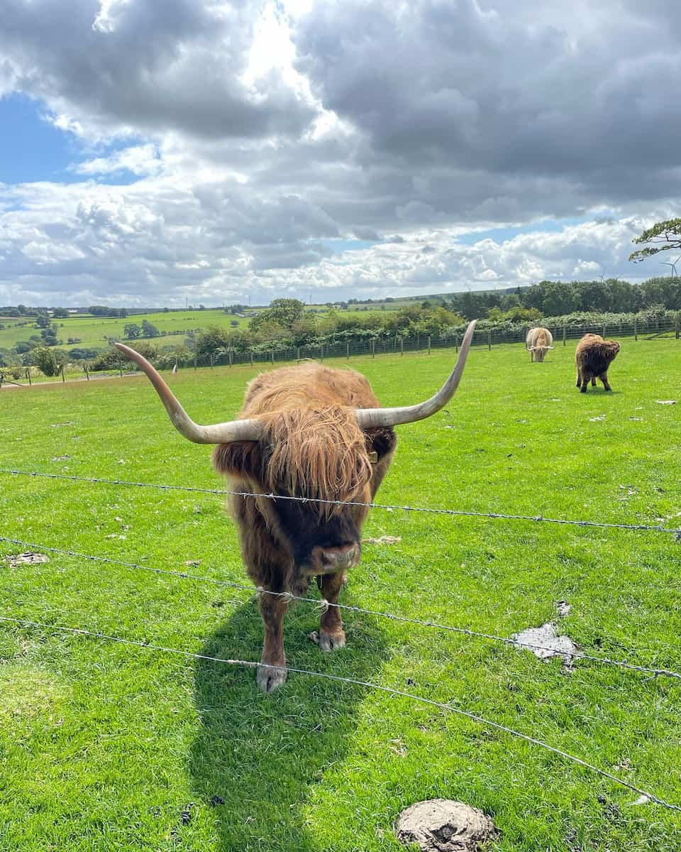 Hall Hill Farm, England