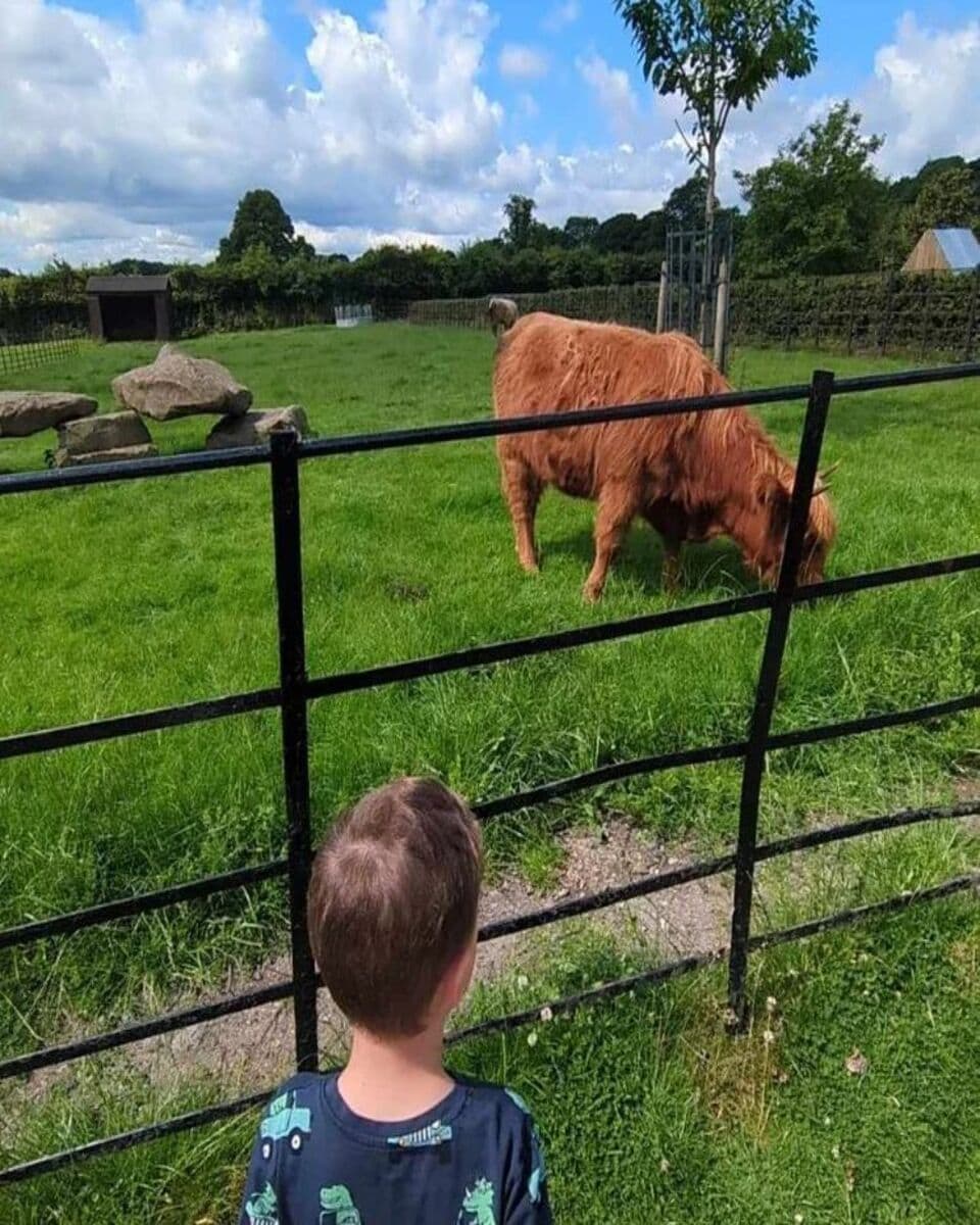 Highland cattle in Graves Park Animal Farm, Sheffield