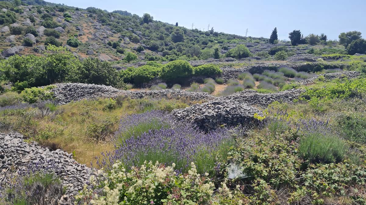 Hvar, Lavender Fields