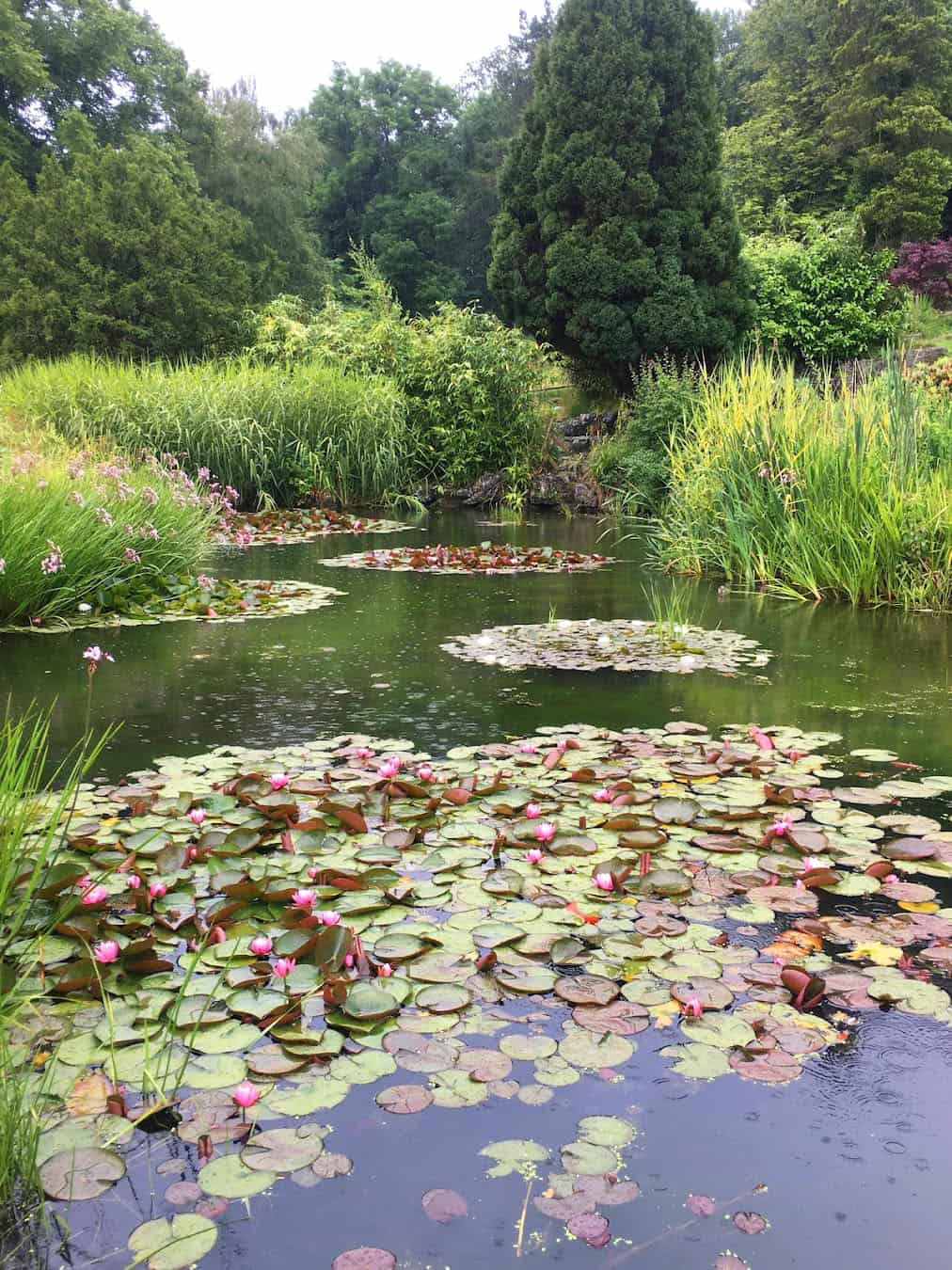 Japanese Garden Lake, Preston