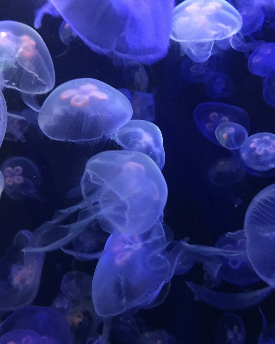 Jellyfish, Musée de la Mer, Biarritz