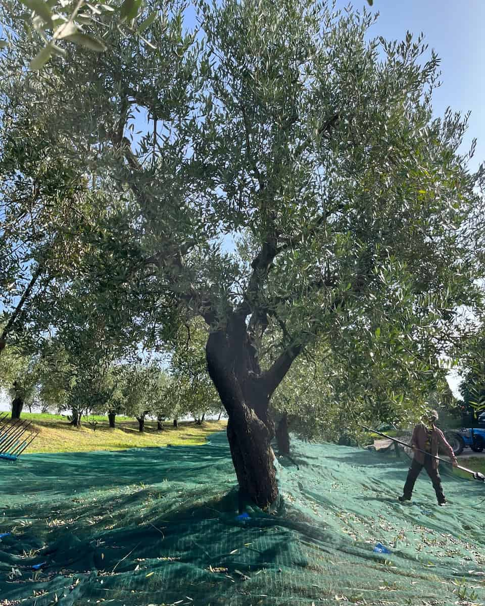 Kefalonia: Olive Harvesting