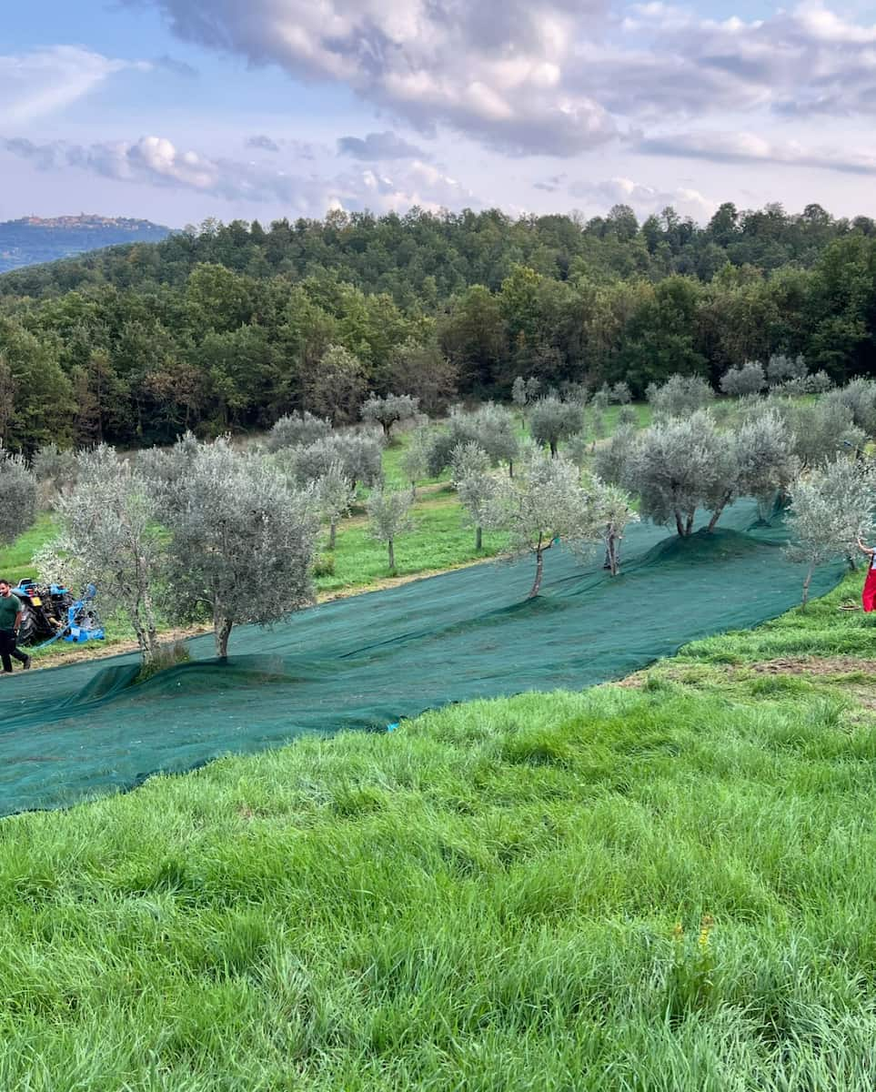 Kefalonia: Olive Harvesting