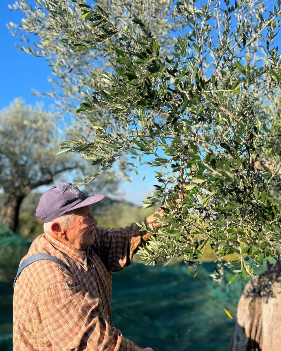 Kefalonia: Olive Harvesting