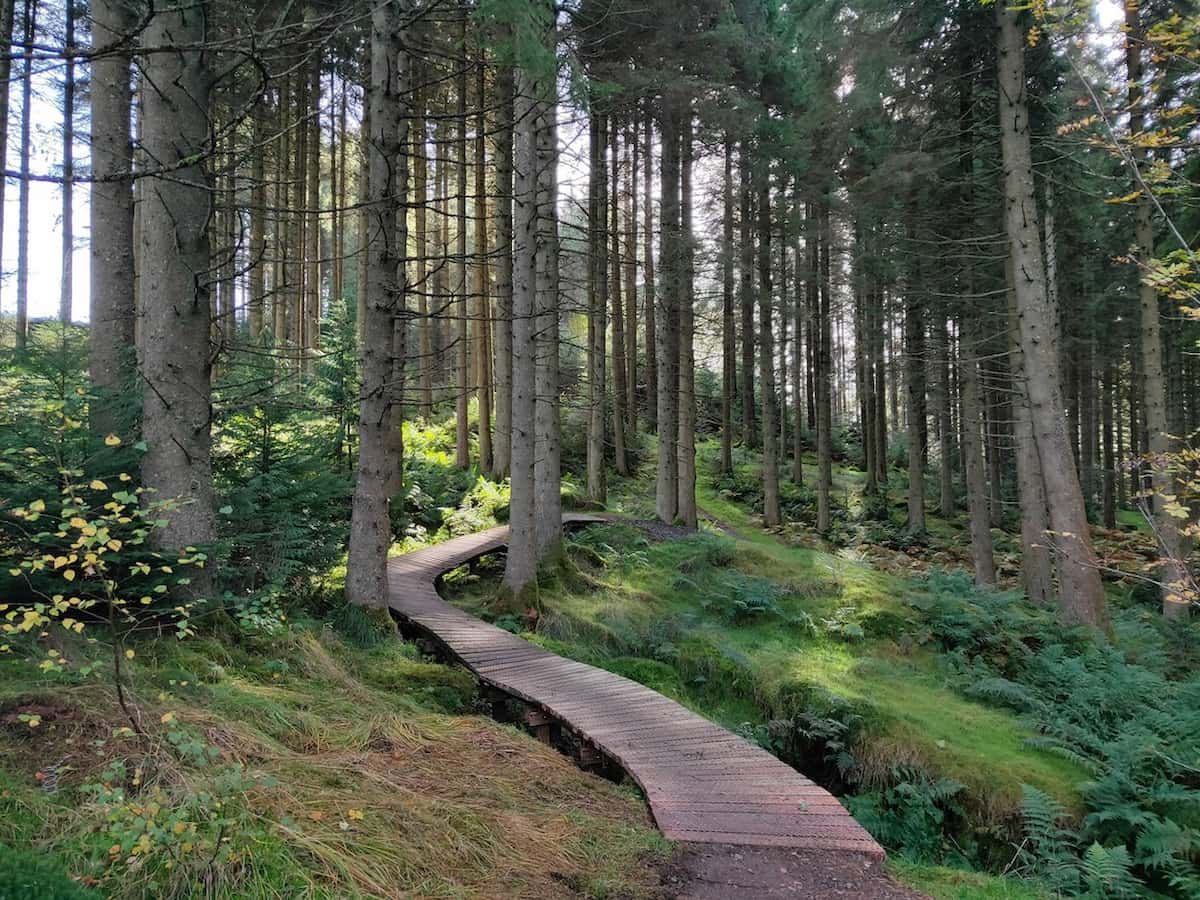 Kielder Forest, England