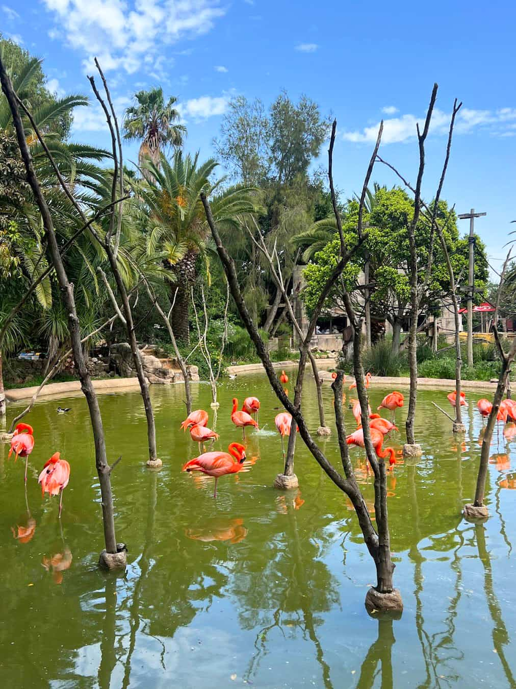 Lagos Zoo Flamingo, Portugal