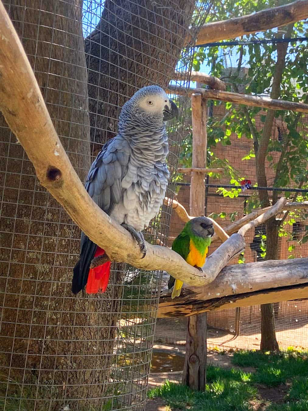 Lagos Zoo Parrot, Portugal