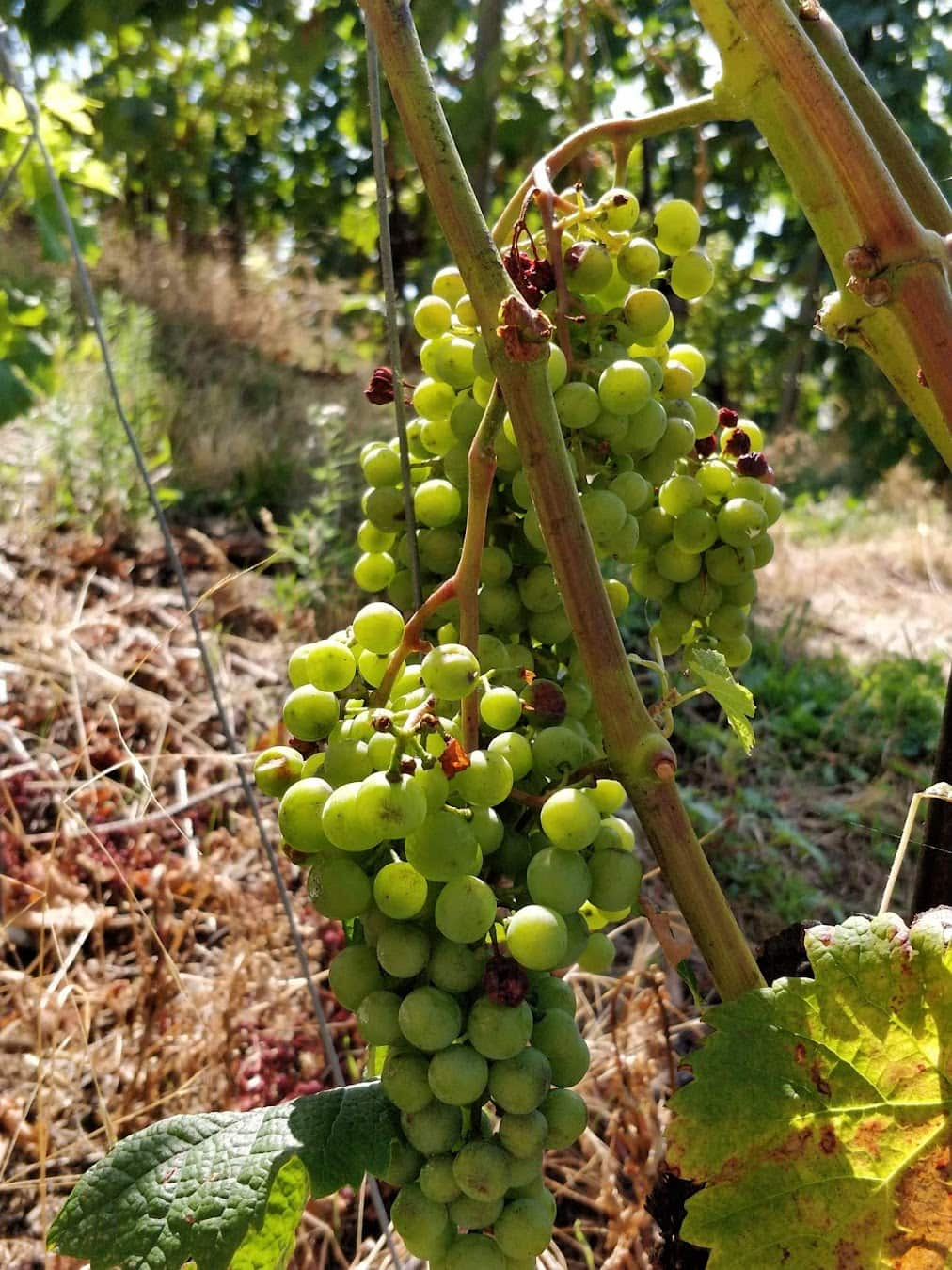 Lavaux Vinorama Grape, Switzerland