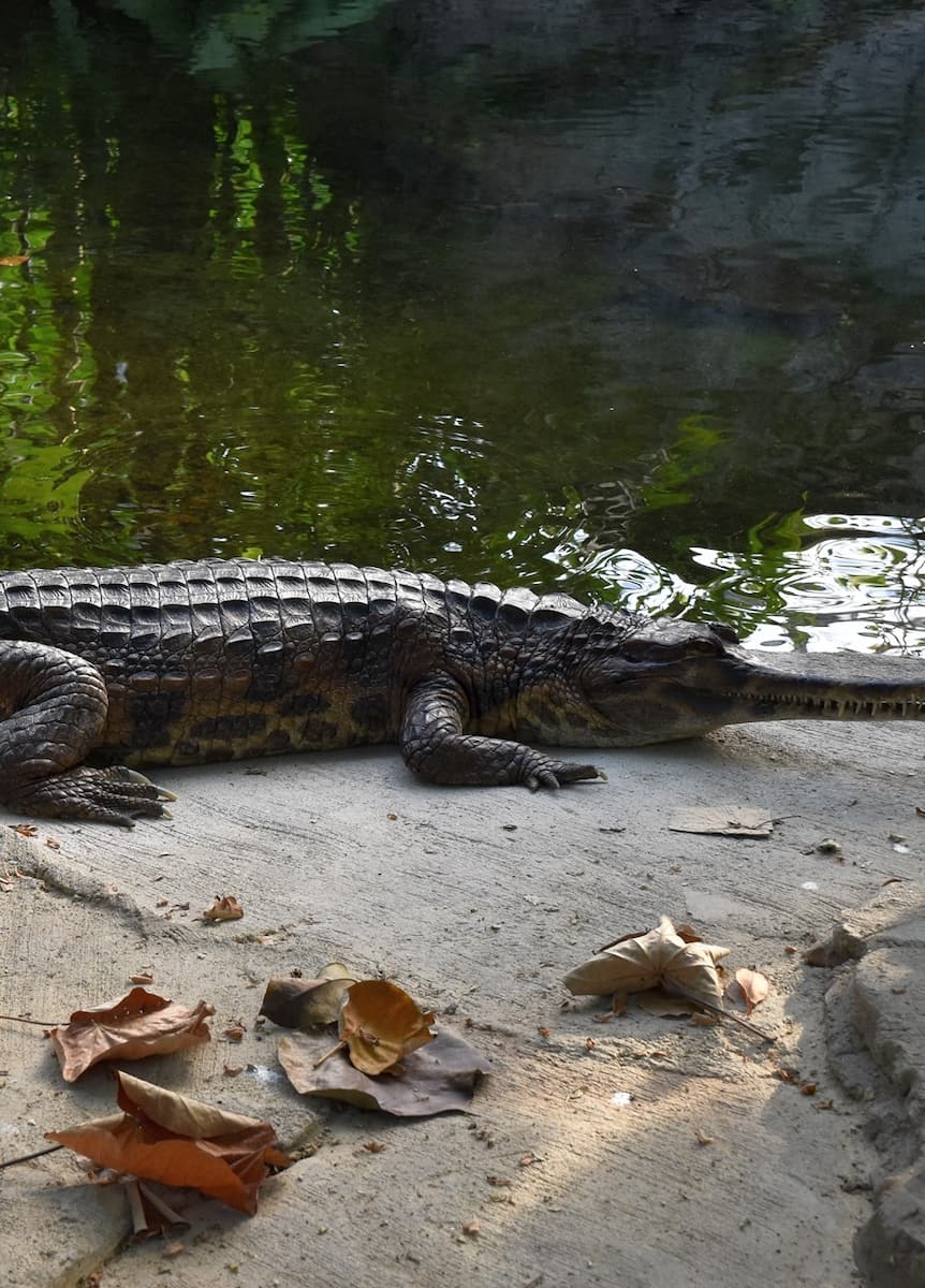 Leipzig Zoo, Crocodiles