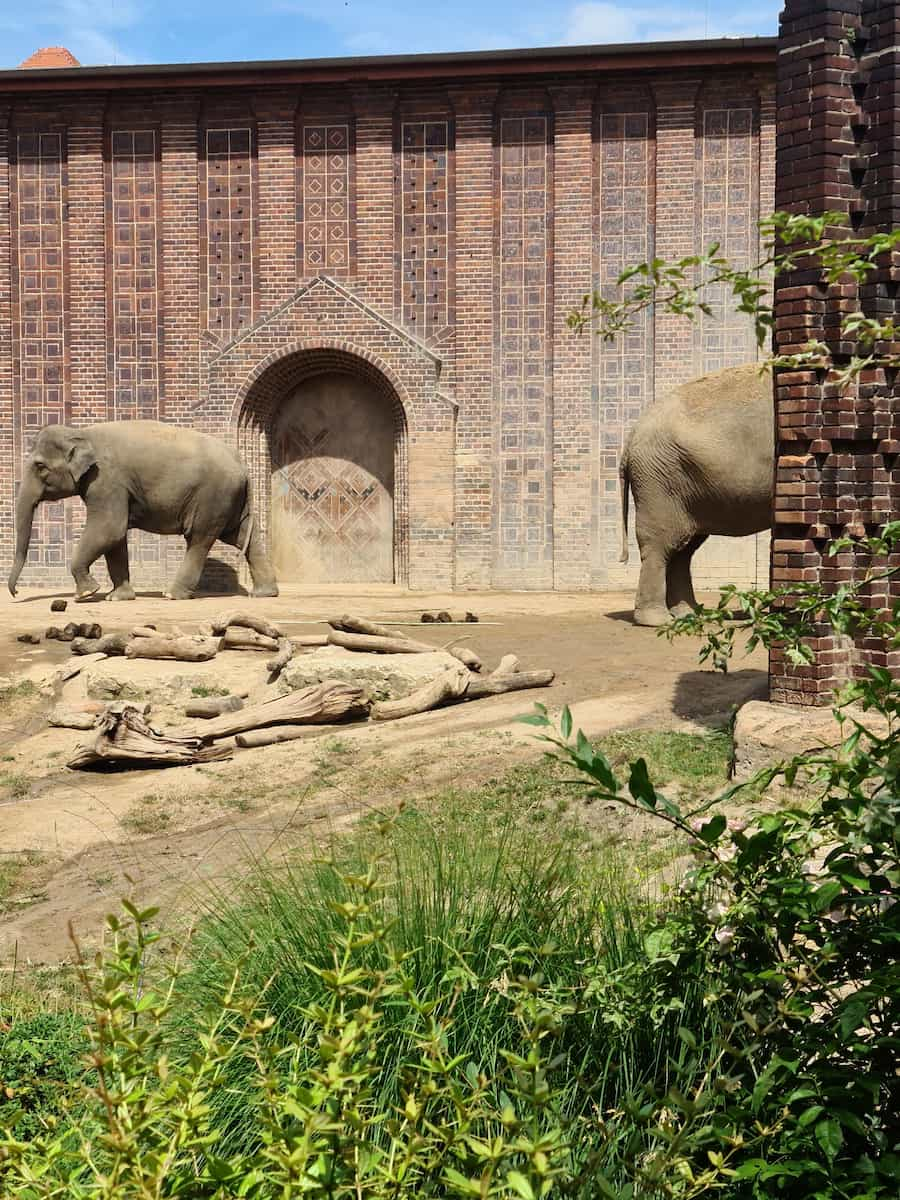 Leipzig Zoo, Elephants