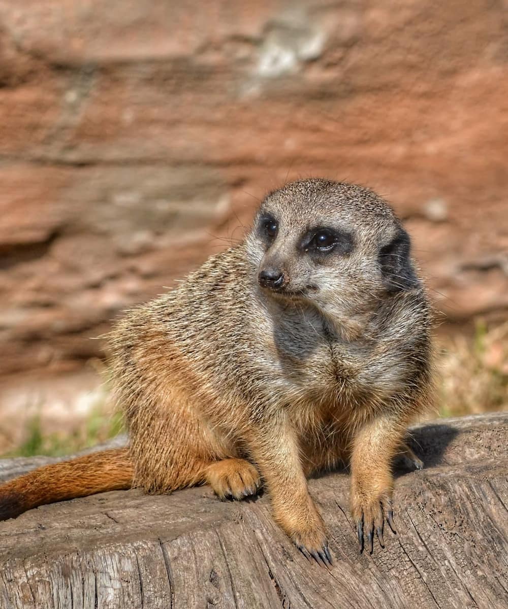 Leipzig Zoo, Meerkats