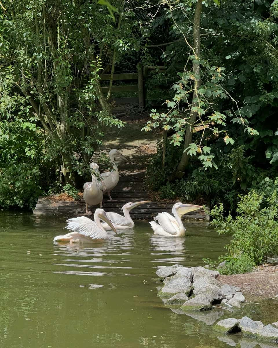 Lille Zoo