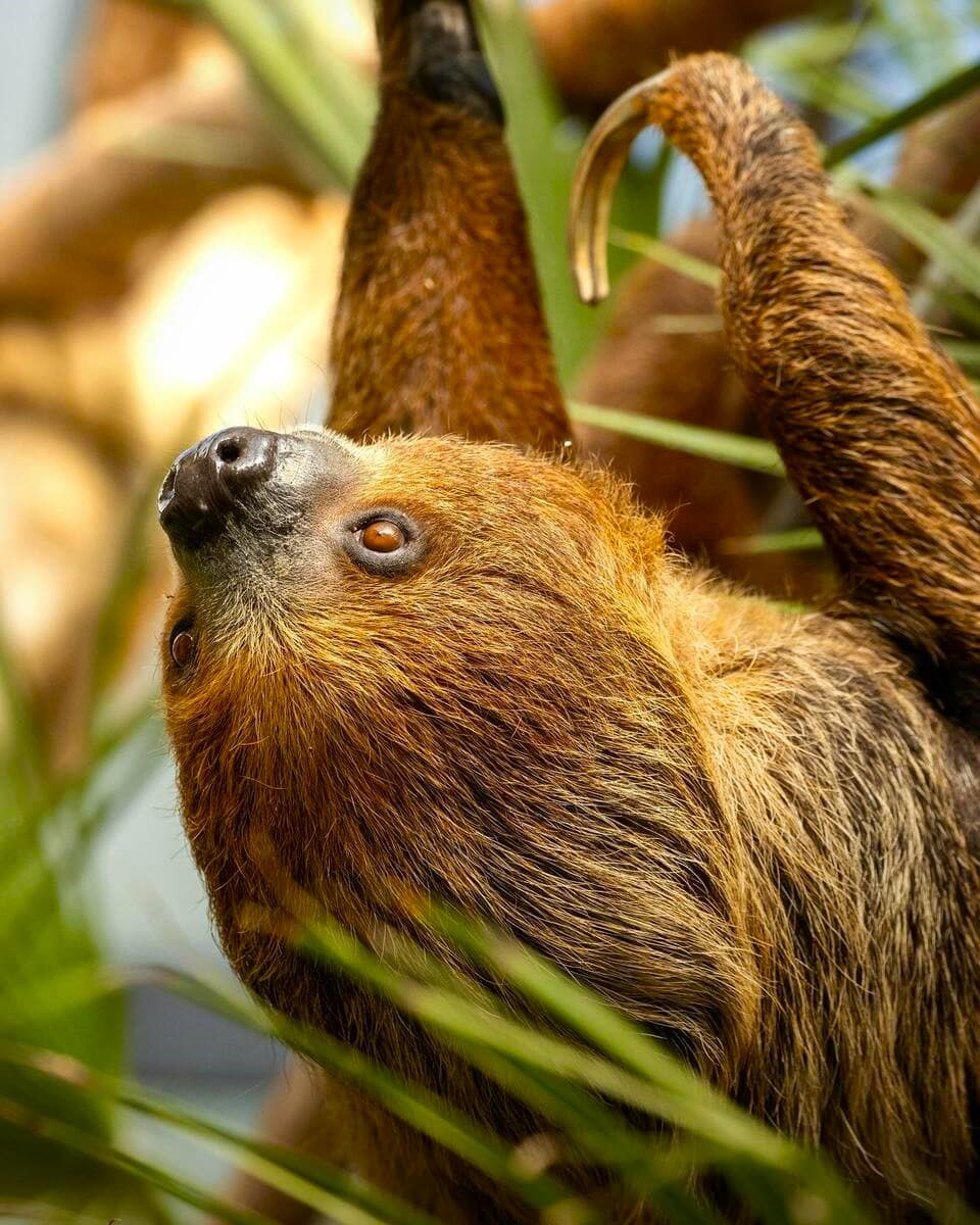 Linnaeus's two-toed sloth, Paignton Zoo, Devon