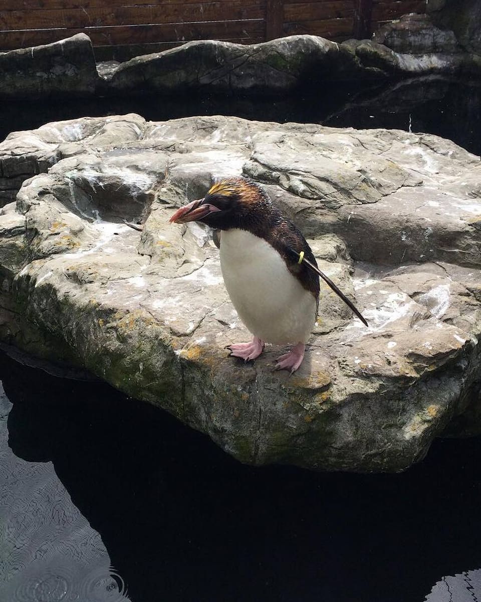 Living Coasts Torquay