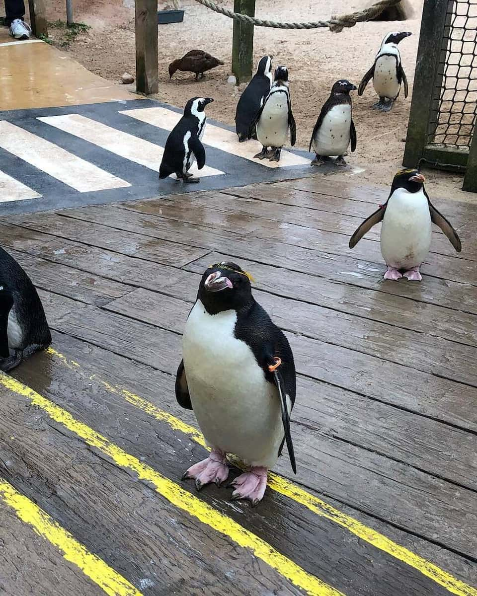 Living Coasts Torquay