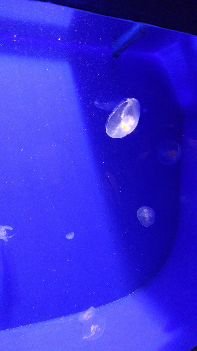 Jellyfish Livorno Aquarium