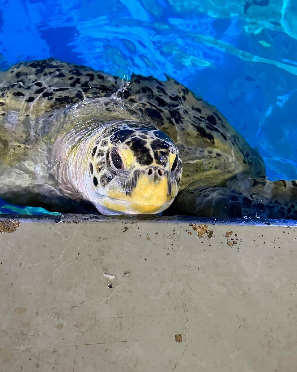 Loggerhead sea turtle in National Marine Aquarium, Plymouth