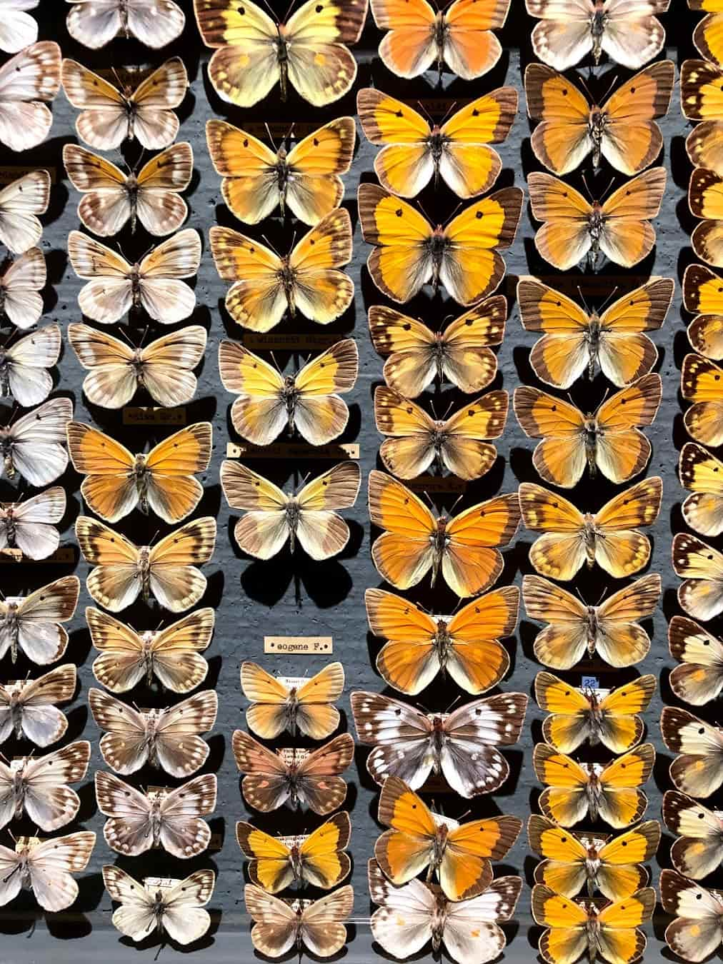 Lucerne Nature Museum Butterflies, Switzerland