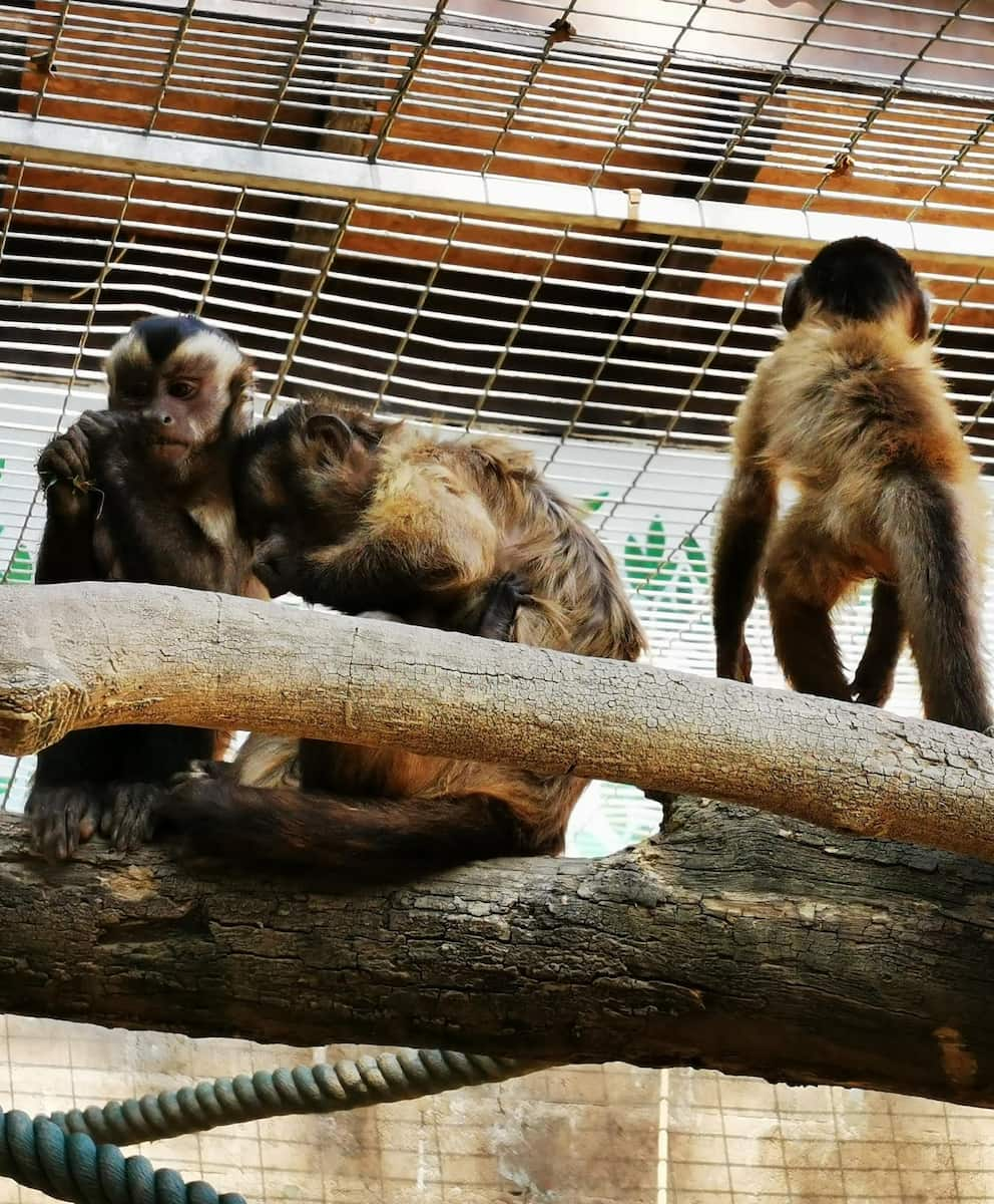 Lugano, Zoo al Maglio, Brown Capuchin