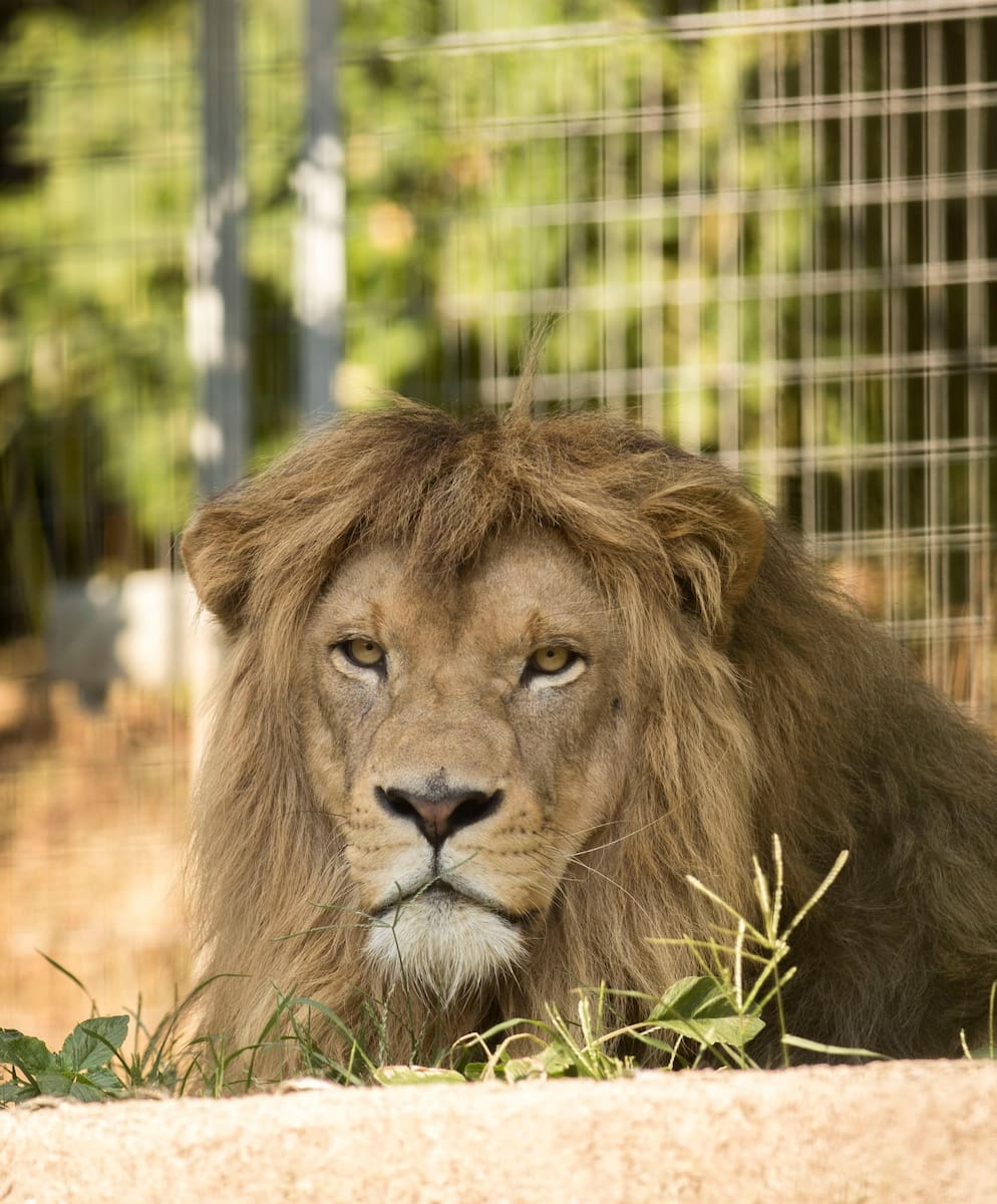 Lugano, Zoo al Maglio, Leo