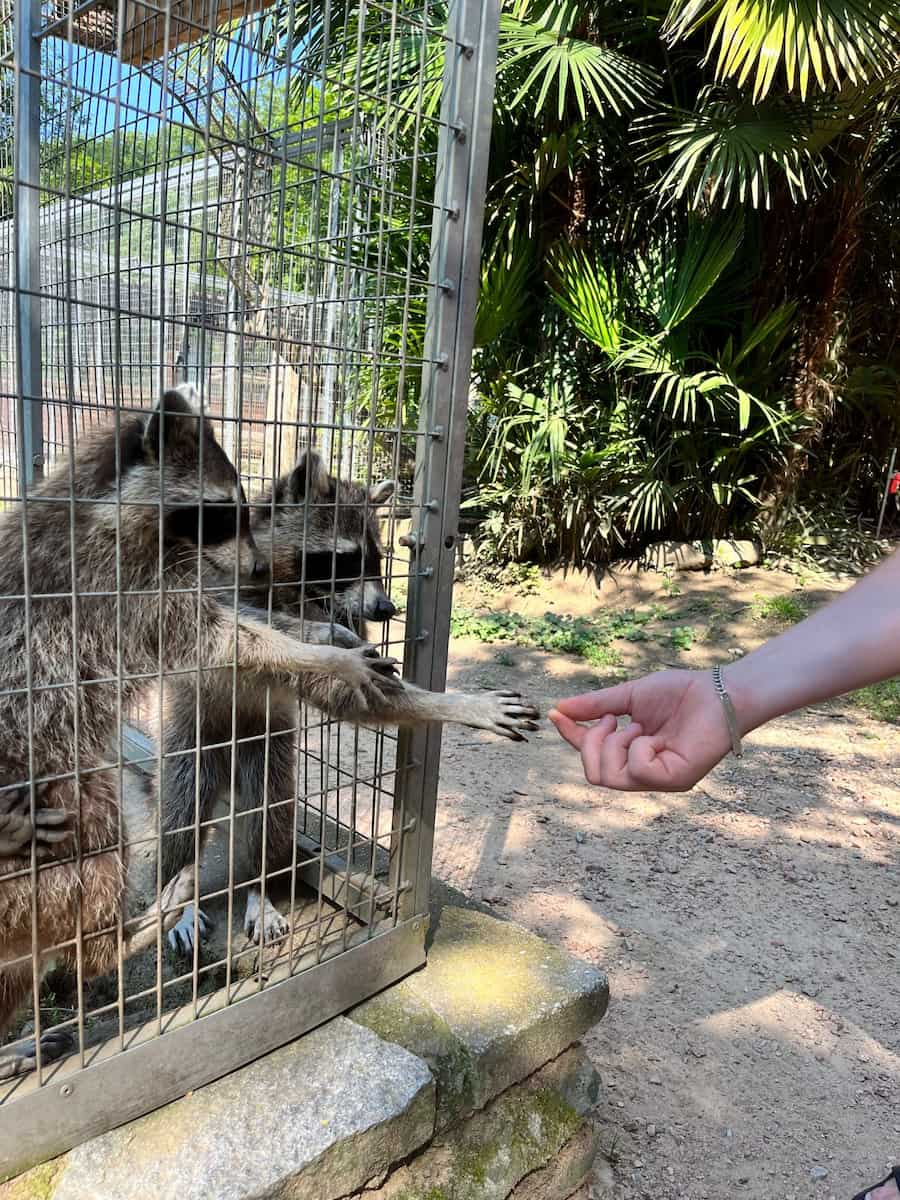 Lugano, Zoo al Maglio, Raccoons