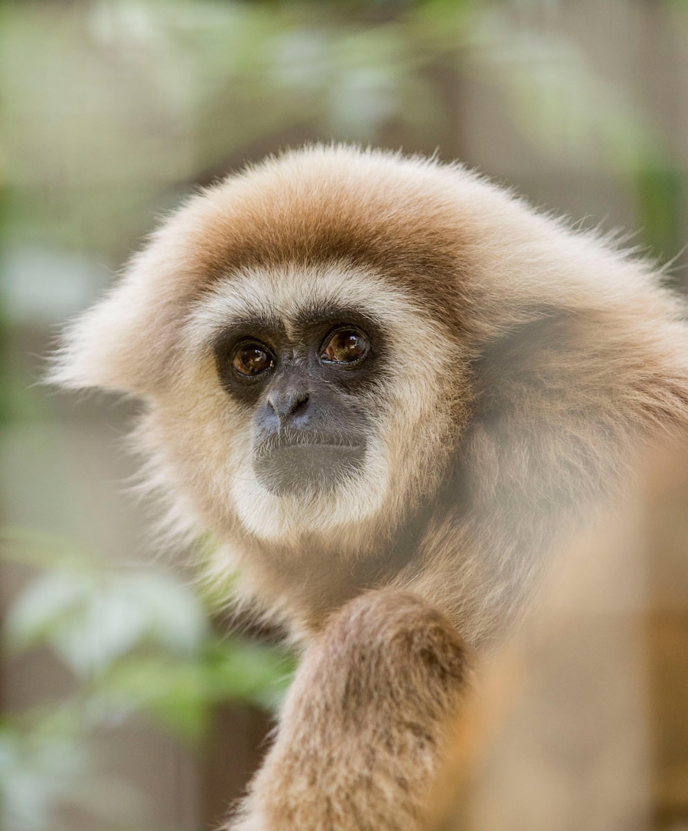 Lugano, Zoo al Maglio, Gibbon