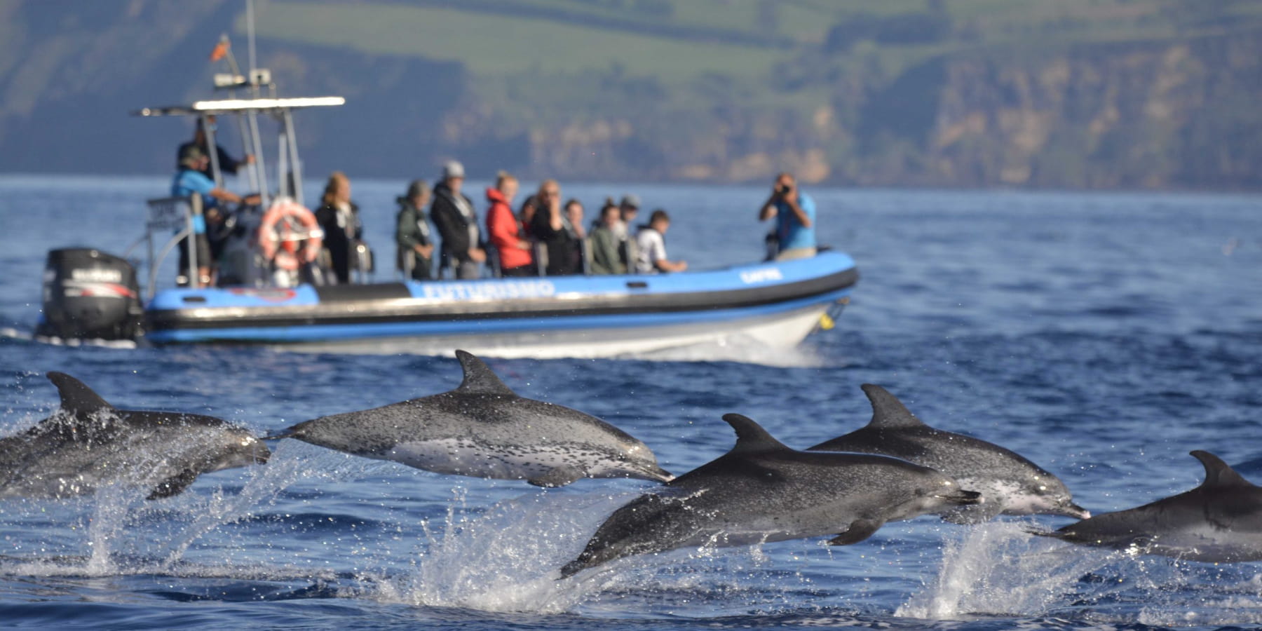 Marine Life, Azores