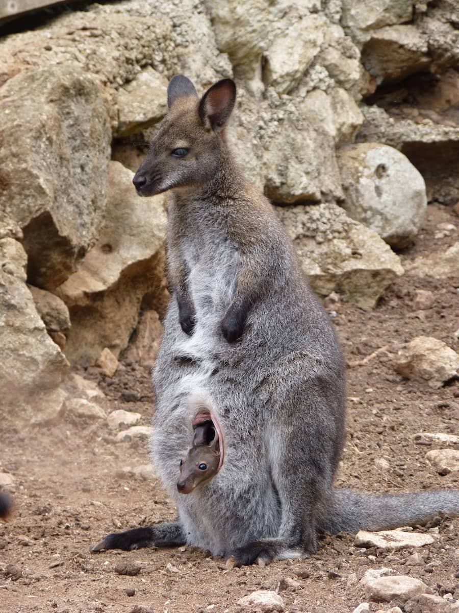 Menorca Zoo, Kangaroo