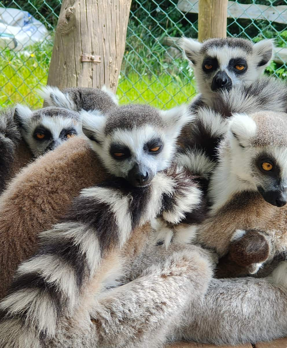 Menorca Zoo, Lemurs