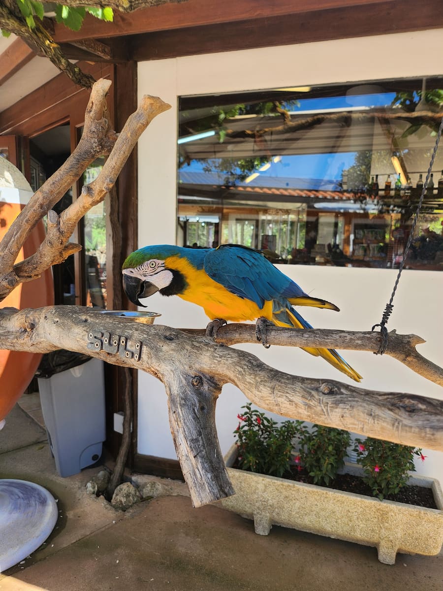 Menorca Zoo, Macaw Parrot