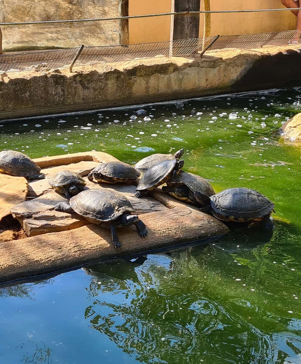 Menorca Zoo, Turtles