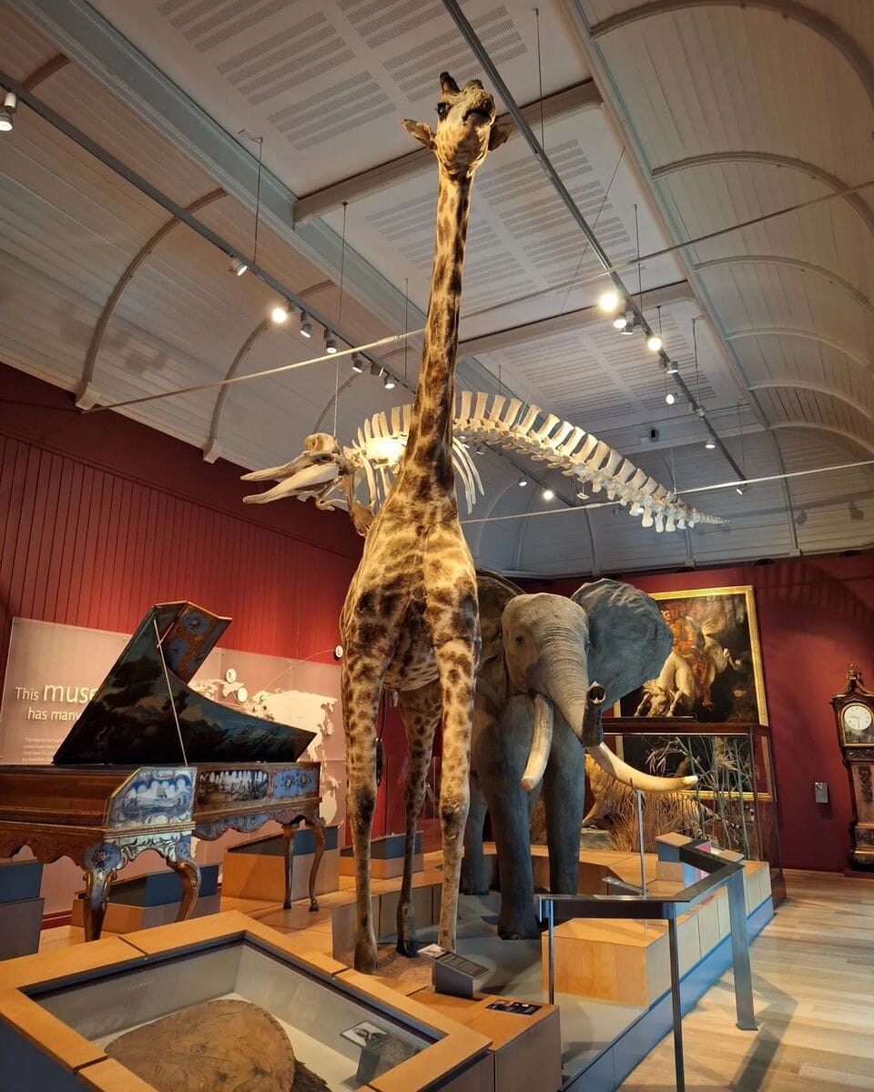 Models of the animals, Royal Albert Memorial Museum, Devon