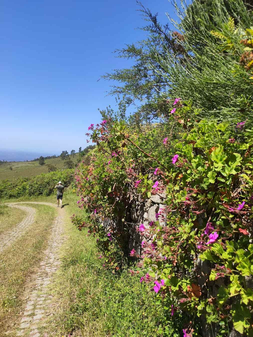 Mt Fóia Flowers, Portugal