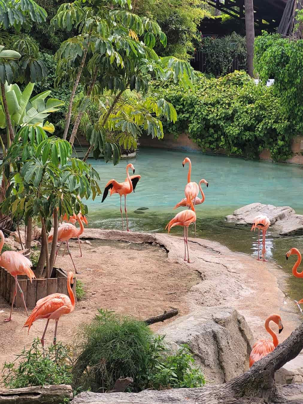 Mundomar Marine Park Flamingo, Spain