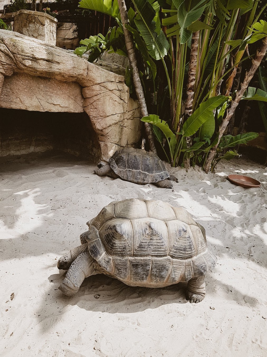 Mundomar Marine Park Turtles, Spain