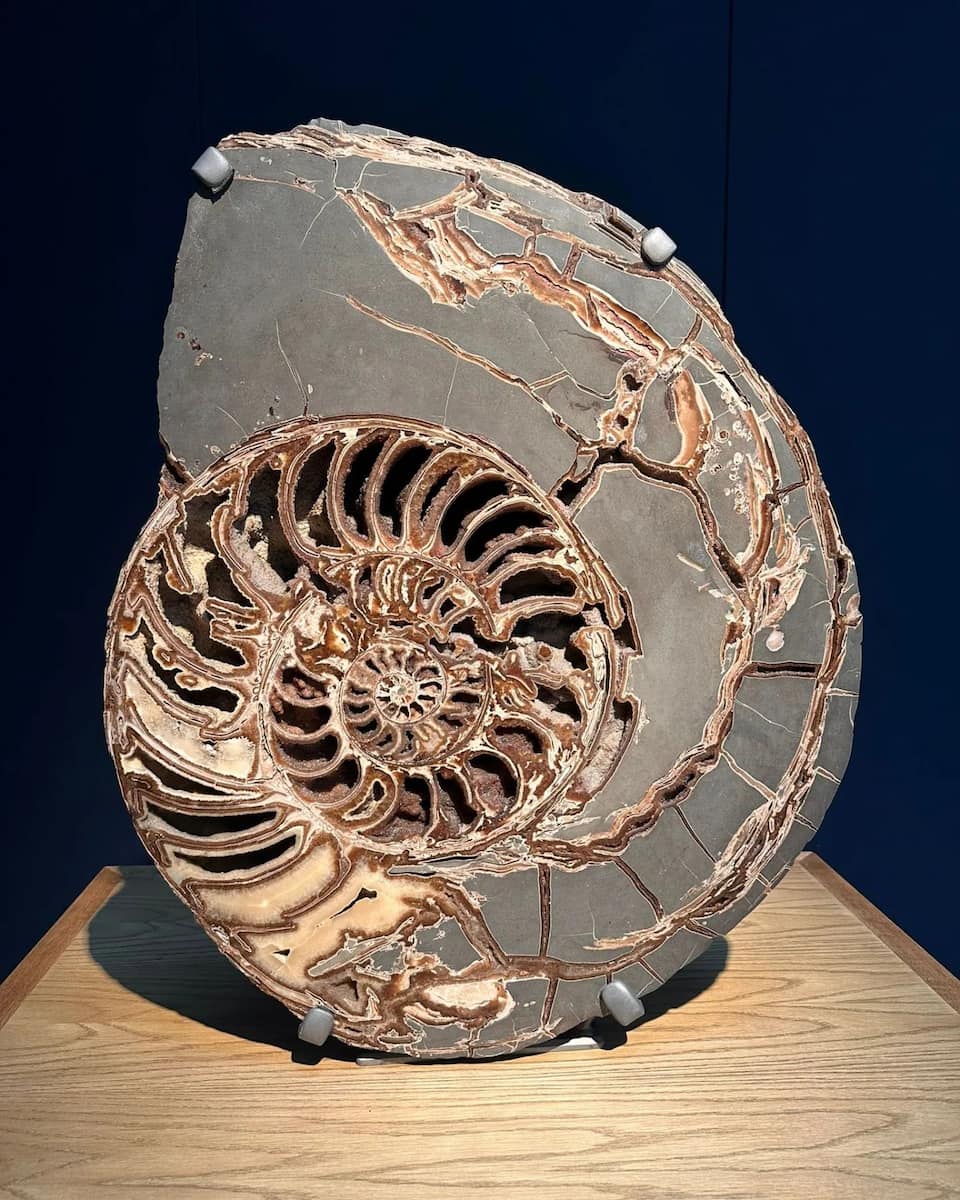 Nantes, Natural History Museum, Ammonite