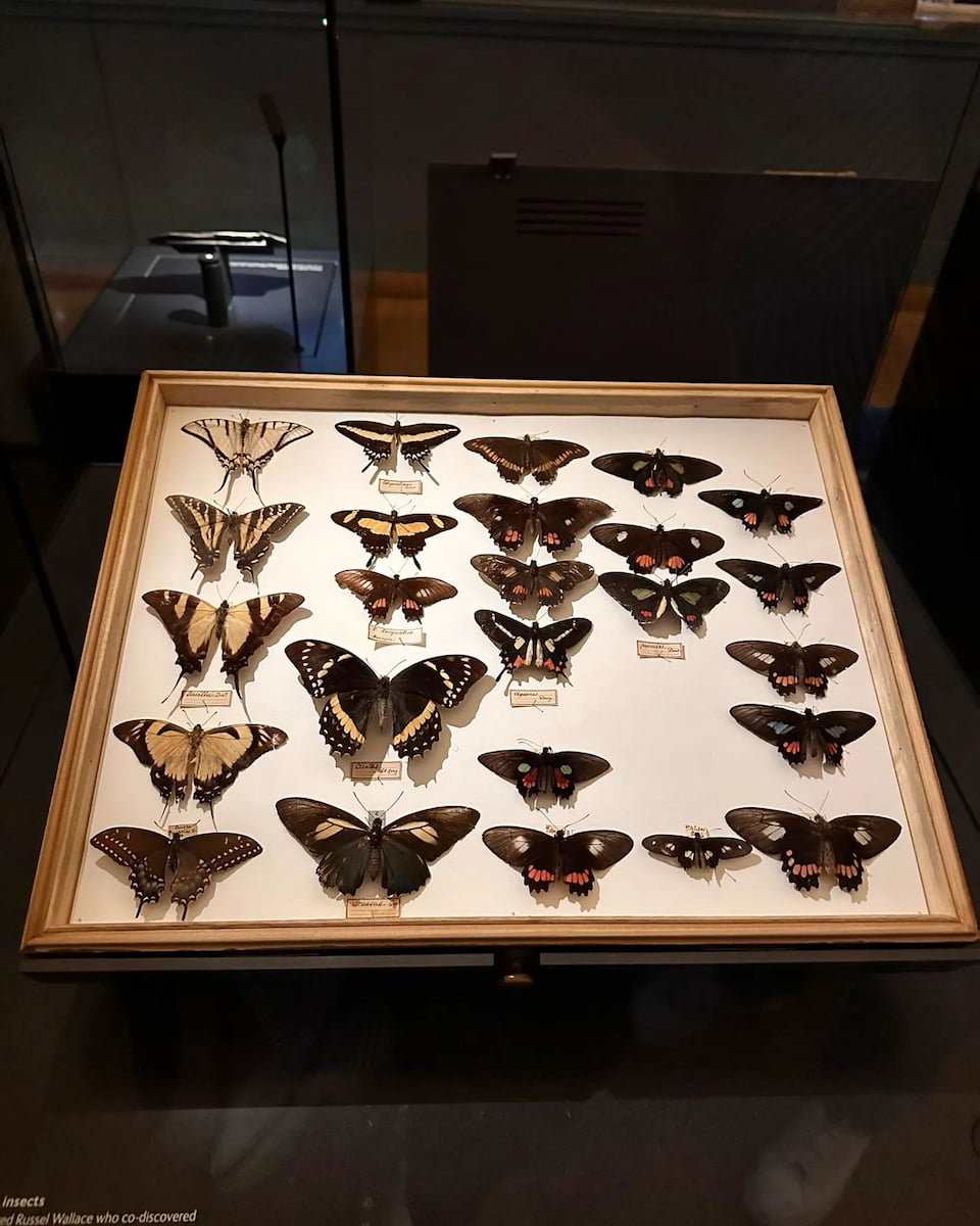 Nantes, Natural History Museum, Butterflies