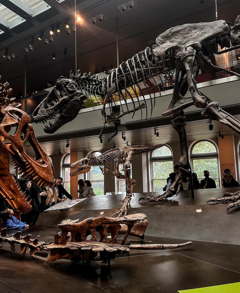 Nantes, Natural History Museum, Dinosaur Fossils