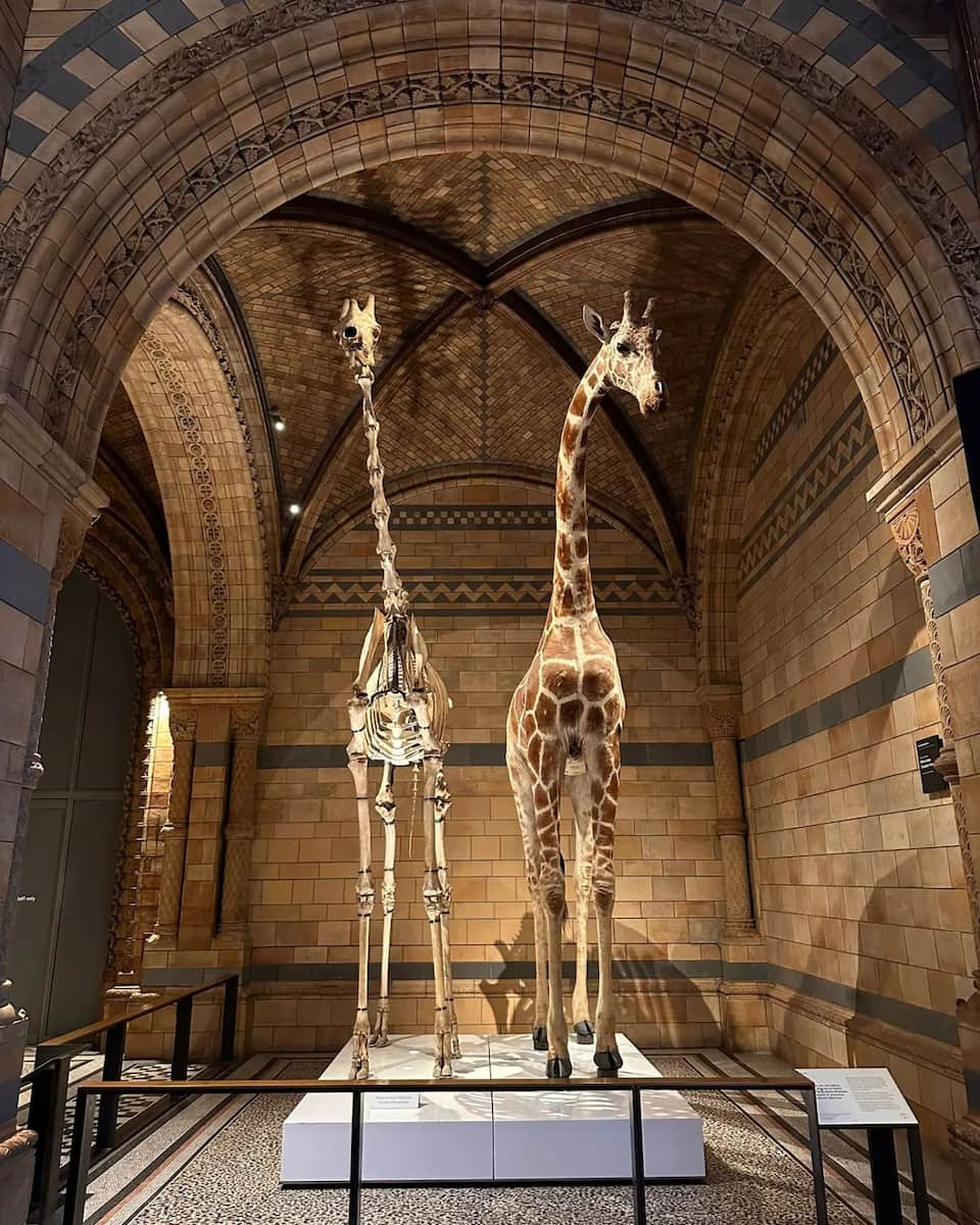 Nantes, Natural History Museum, Giraffes