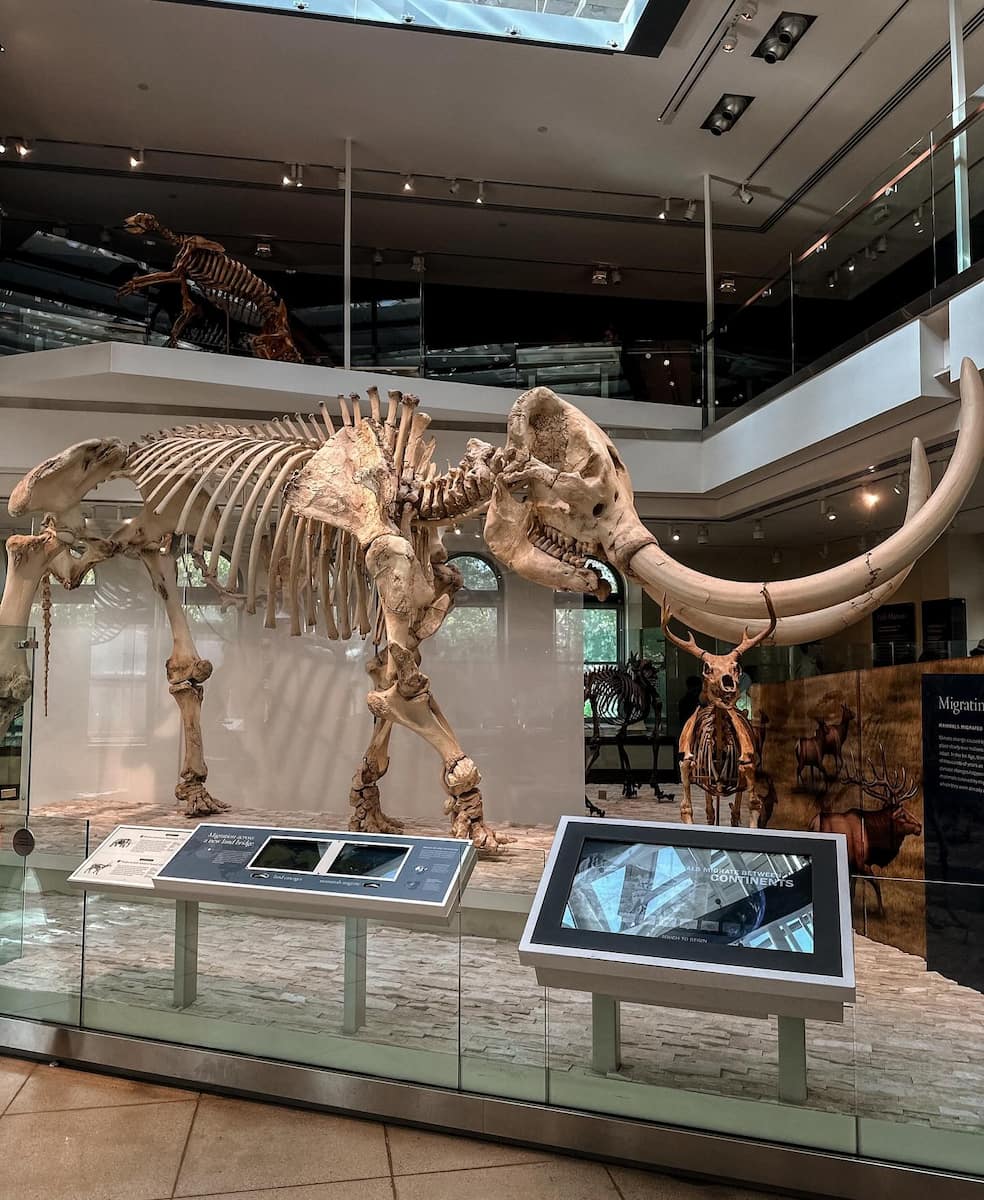 Nantes, Natural History Museum, Mammoth Fossils