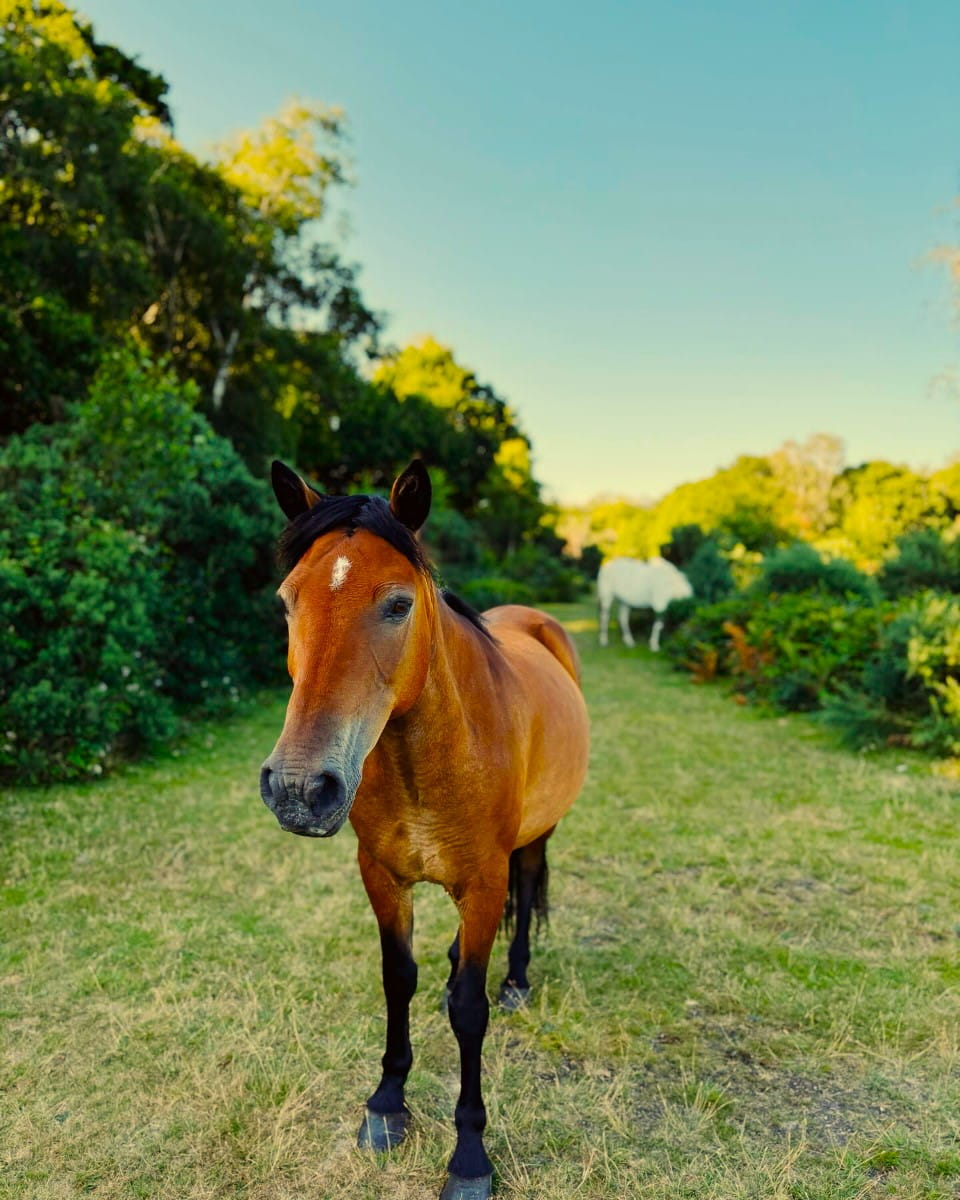 New Forest National Park, Hampshire