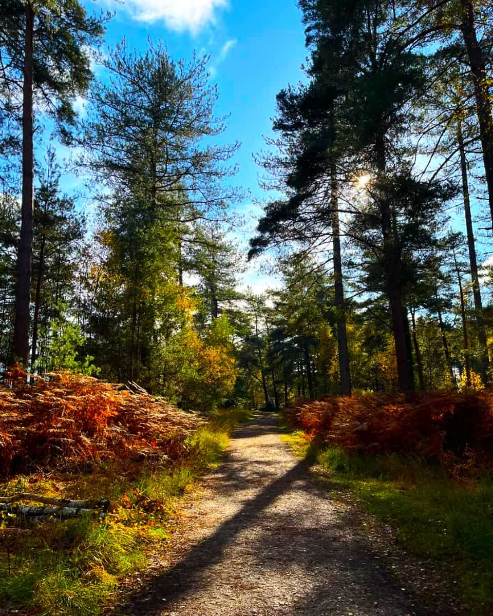 New Forest National Park, Hampshire