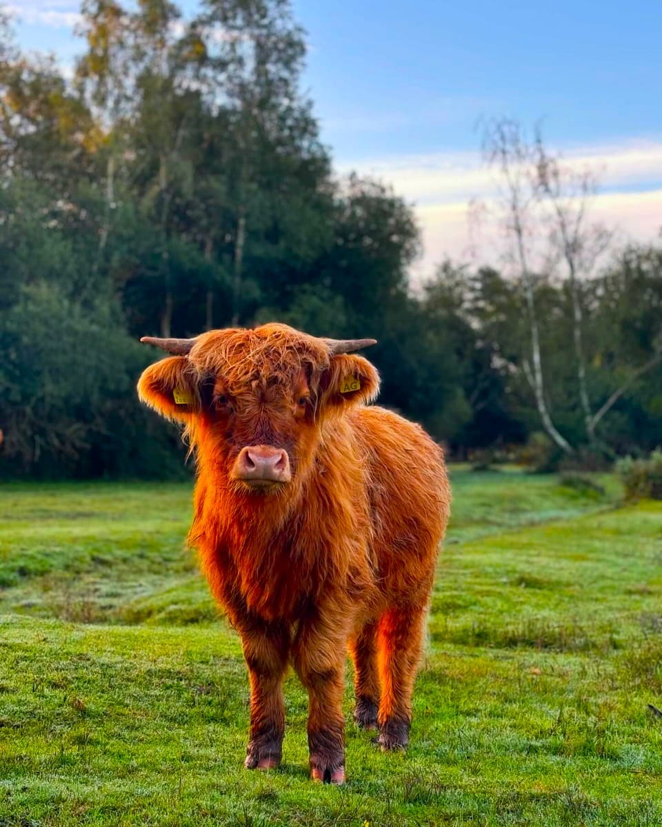 New Forest National Park, Hampshire