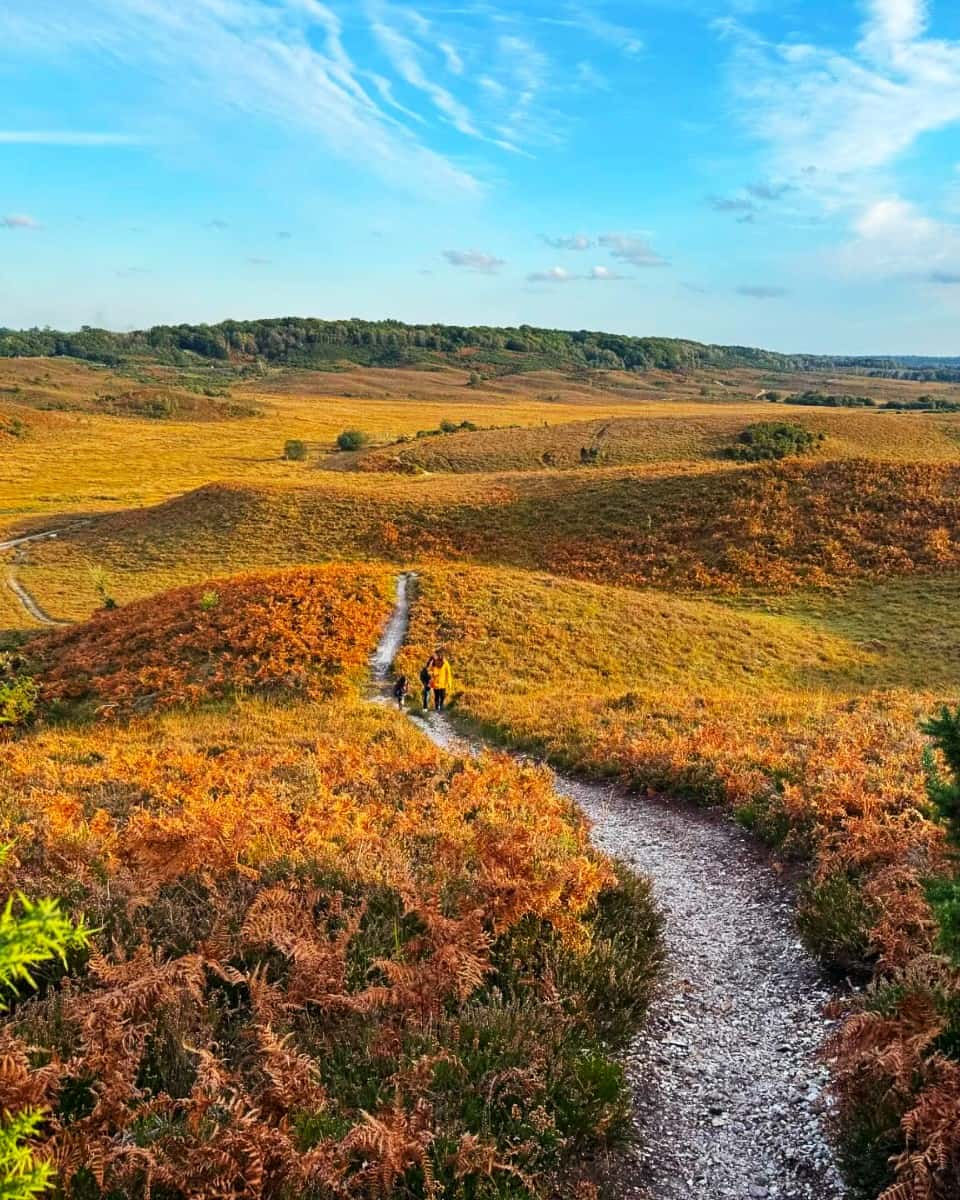 New Forest National Park, Hampshire