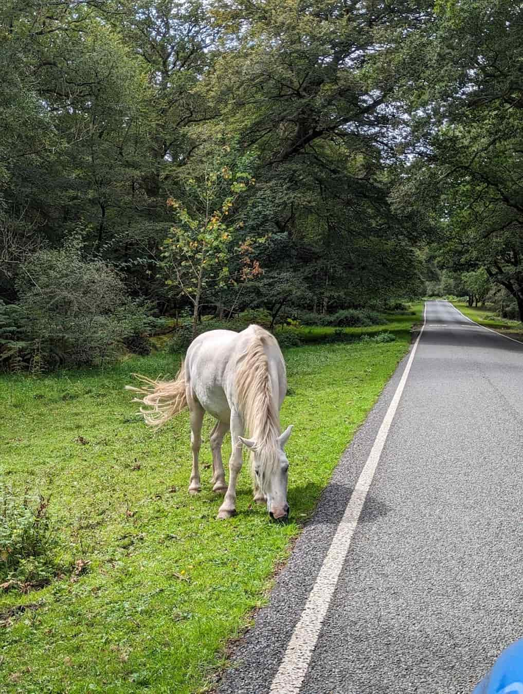 New Forest Horse, England