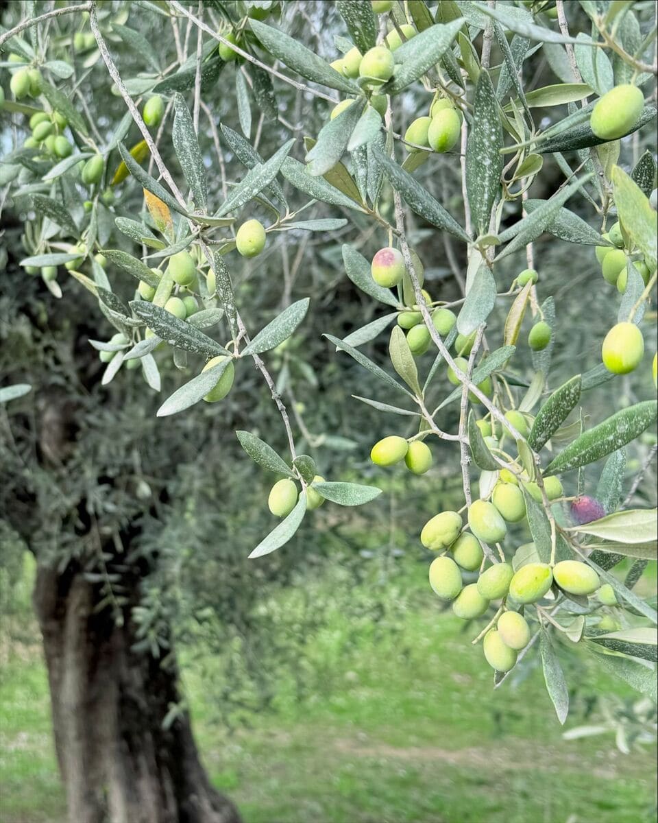 Olive grove, Cannes