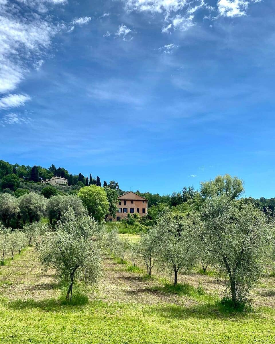 Olive grove, Cannes