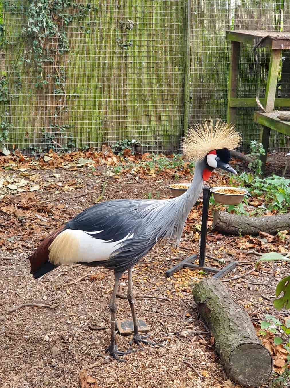 Owl & Bird of Prey Sanctuary Crowned Crane, Preston